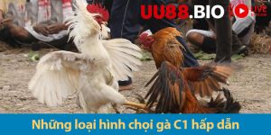 Gà chọi C1: Khám phá các ưu điểm và các hình thức đá gà 2025